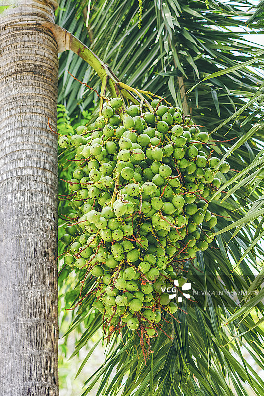 槟榔特写图片素材