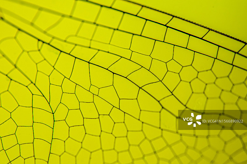 蜻蜓翅膀的极致特写，展现独特纹理图片素材