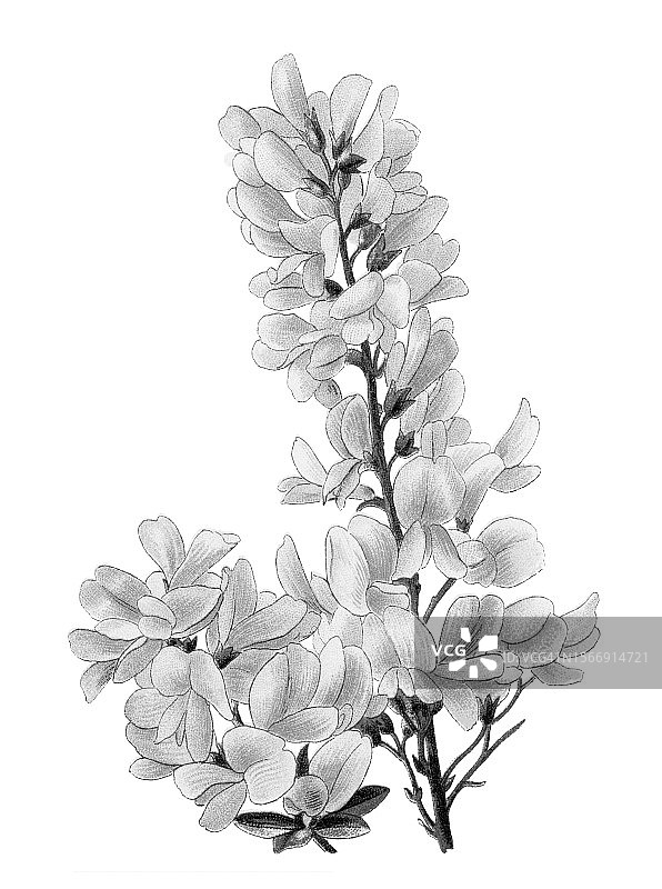 植物学的老旧彩色石印插图：金雀花属图片素材