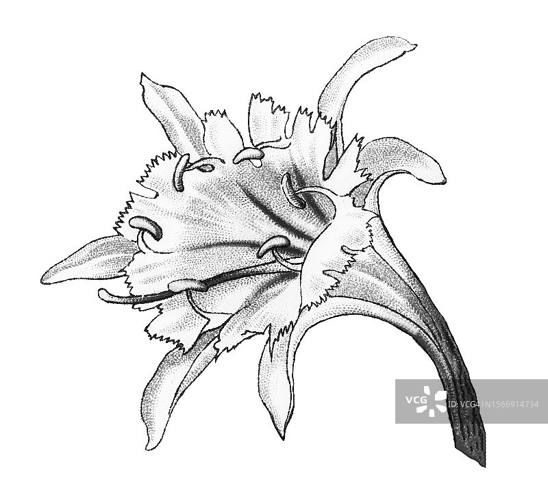 蜘蛛百合植物复古彩石版画插图图片素材