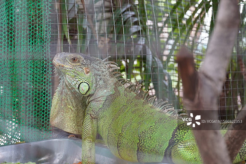 笼子里的绿鬣蜥图片素材