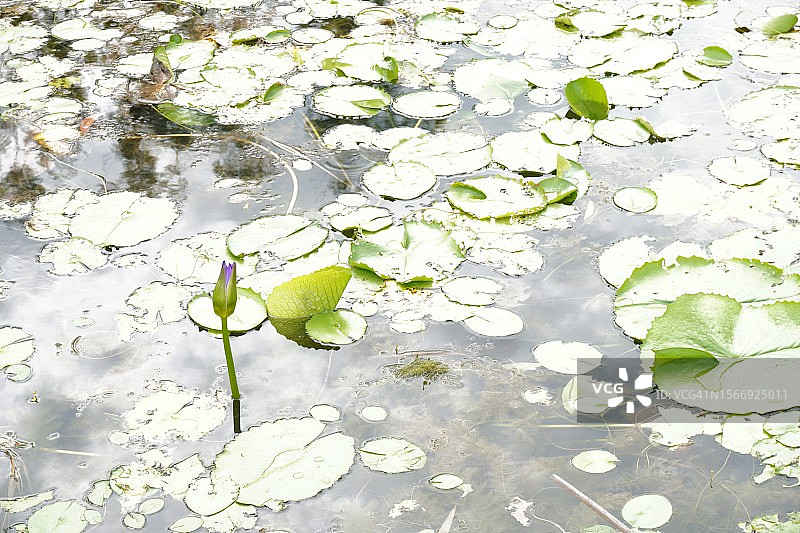 紫色睡莲：荷花，印度豆，莲属图片素材