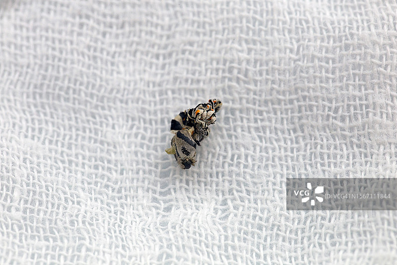 柑橘凤蝶蜕皮图片素材