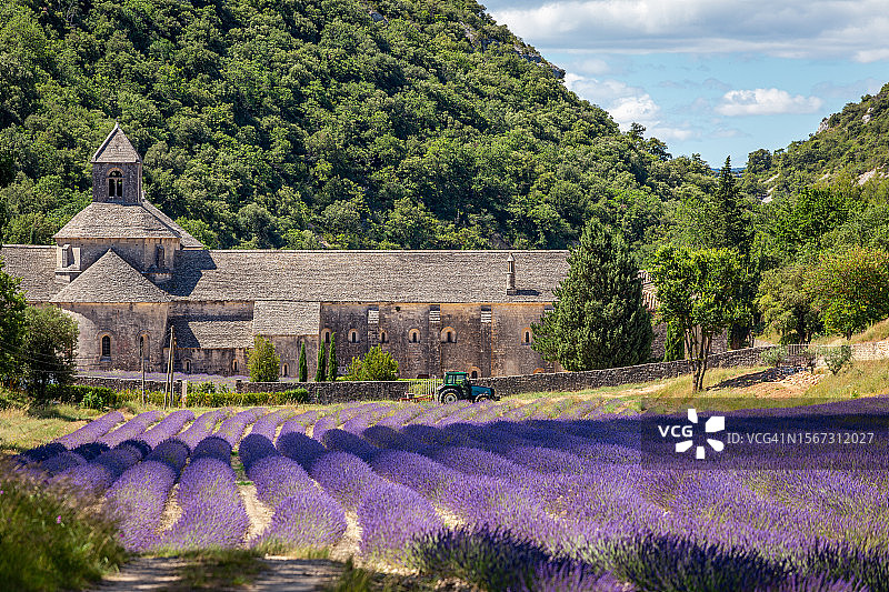 法国普罗旺斯塞南克修道院薰衣草田图片素材