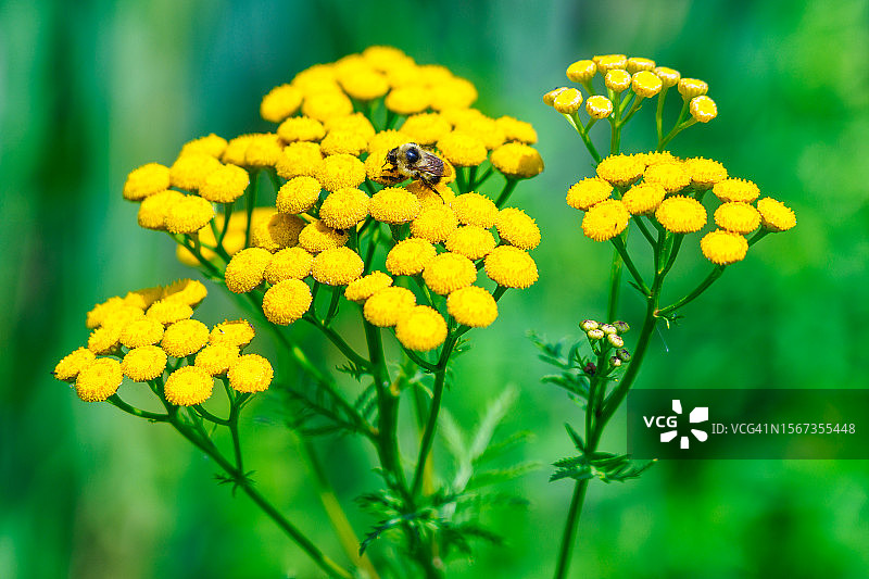 蜜蜂黄色花朵图片素材