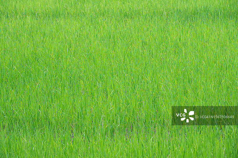 全画幅的绿草生长的抽象画面。图片素材