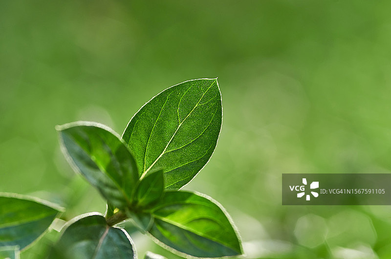 绿叶特写图片素材
