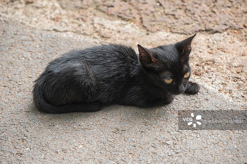 家养黑色小猫肖像图片素材
