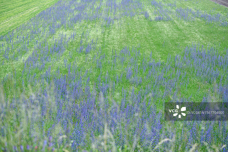 柔弱香豌豆图片素材