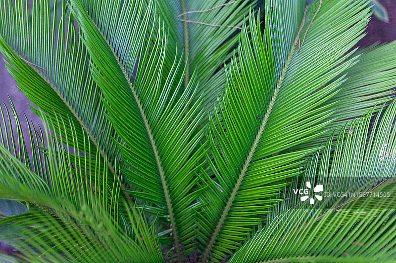 美丽铁树图片素材