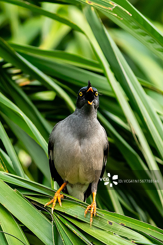 栖息在植物上的八哥特写图片素材