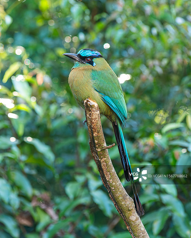 热带蜂鸟栖息在树枝上的特写图片素材