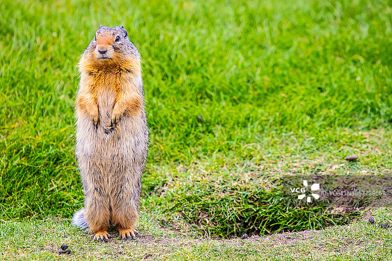 草地上哥伦比亚地松鼠特写图片素材