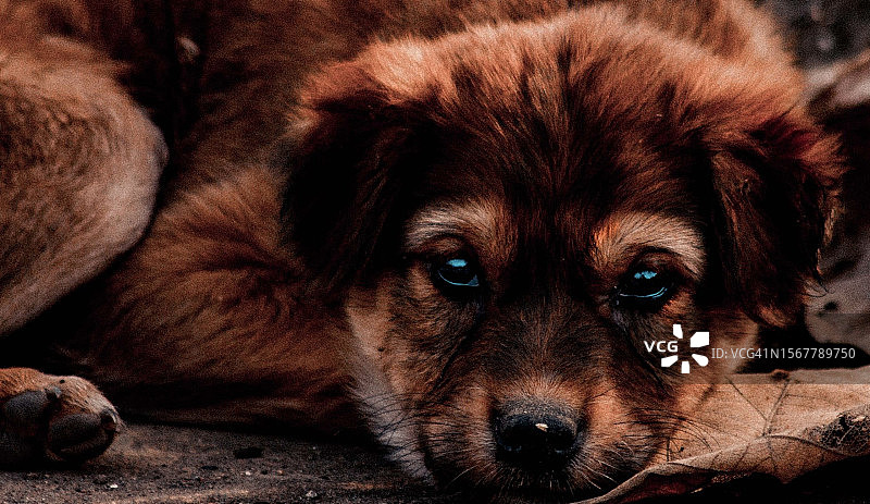 宠物狗的特写，皮塔哈拉，中央邦，印度图片素材