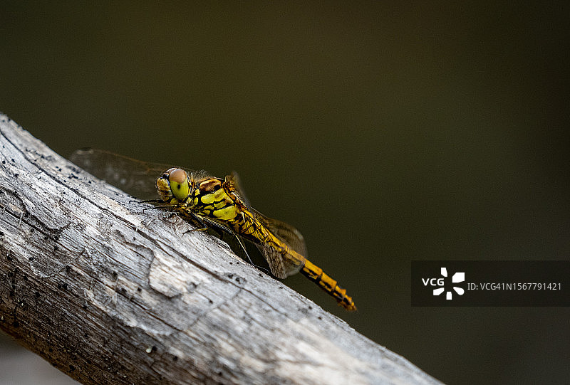 木头上的昆虫特写图片素材