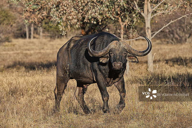 原野上犀牛的侧视图图片素材