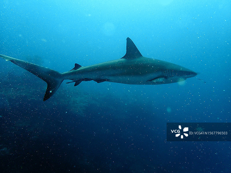 海中鲨鱼游泳的特写图片素材