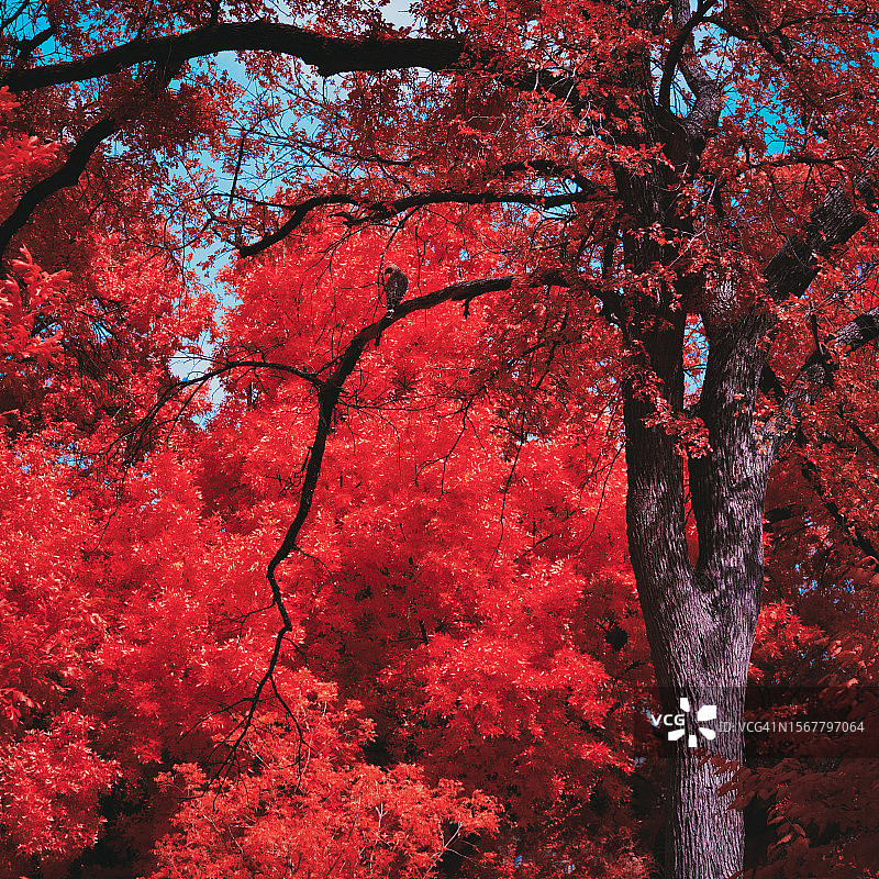 秋季美国德克萨斯州沃斯堡的树木仰视角度图片素材