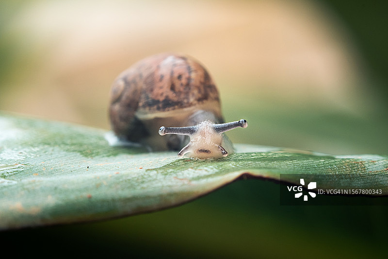 叶片上的蜗牛特写图片素材