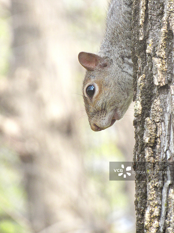 树干上灰色松鼠的特写图片素材