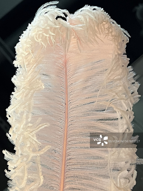 桌上白色羽毛特写，美国图片素材