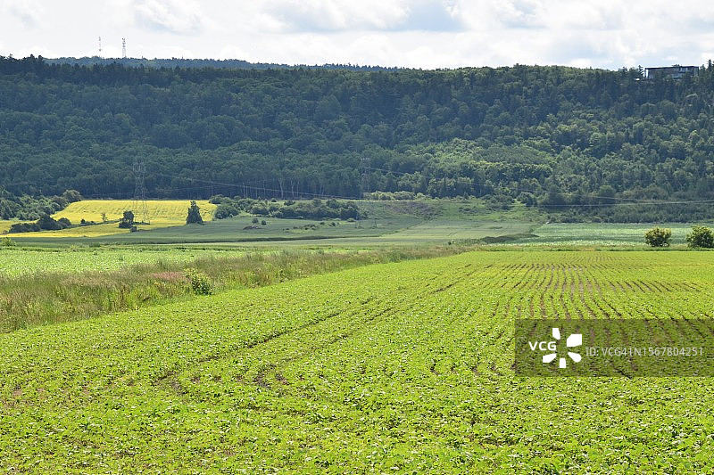 蓝天映衬下的农田美景图片素材