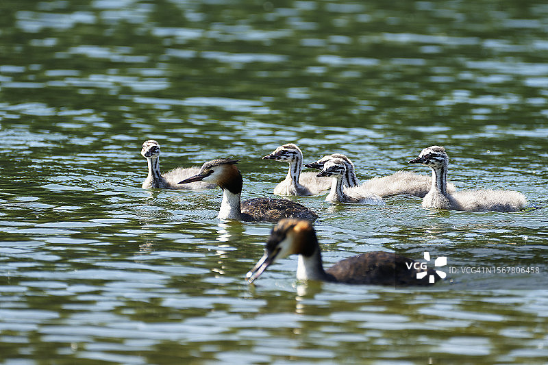 在湖里游泳的一群鸭子图片素材