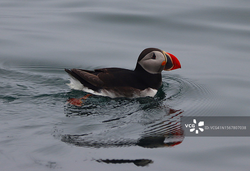 高角度俯瞰在湖中游泳的大西洋海鹦图片素材