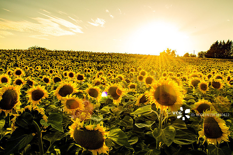 向日葵田的风景图片素材