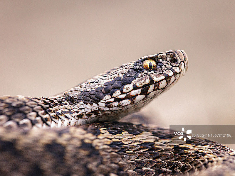 岩石上的蝰蛇特写图片素材