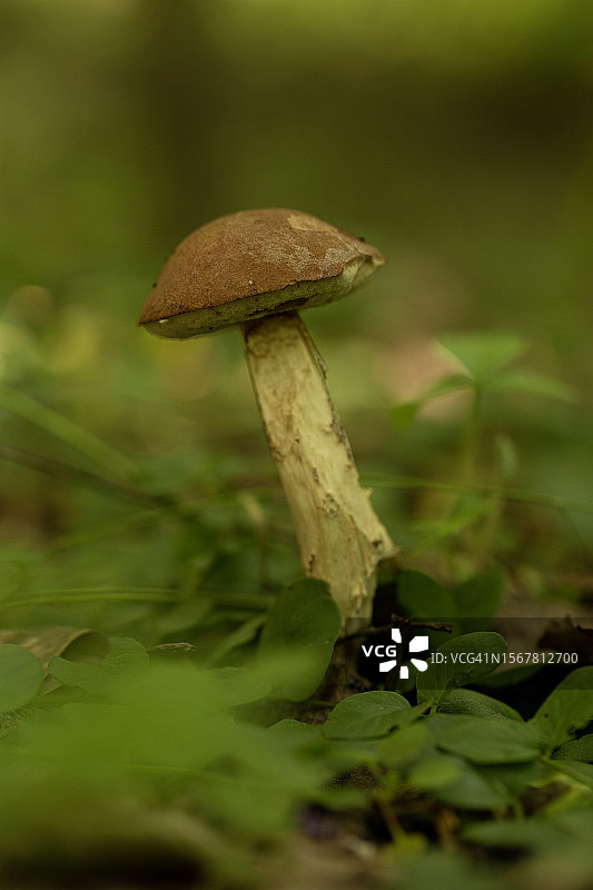 田间蘑菇生长特写图片素材