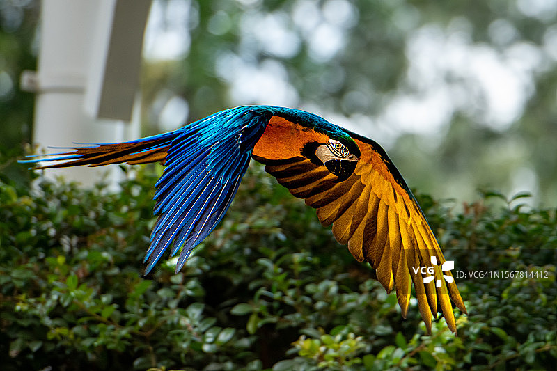 在森林中飞翔的美丽猩红色金蓝色金刚鹦鹉图片素材