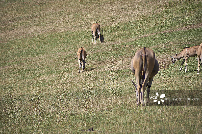 西班牙田野上吃草的马群俯视图图片素材