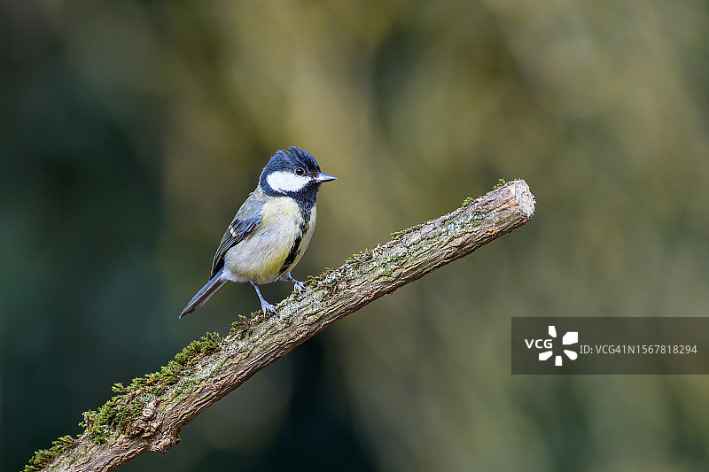 山雀栖息在树枝上，英国德比郡特写图片素材