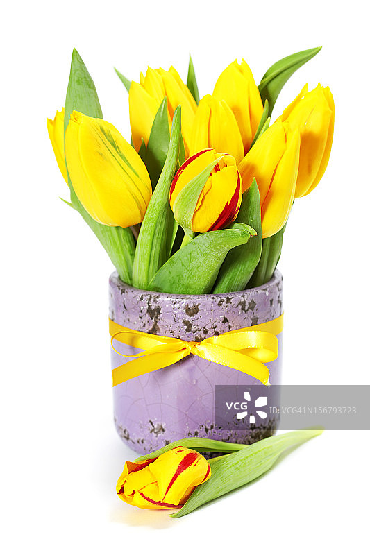 郁金香图片素材