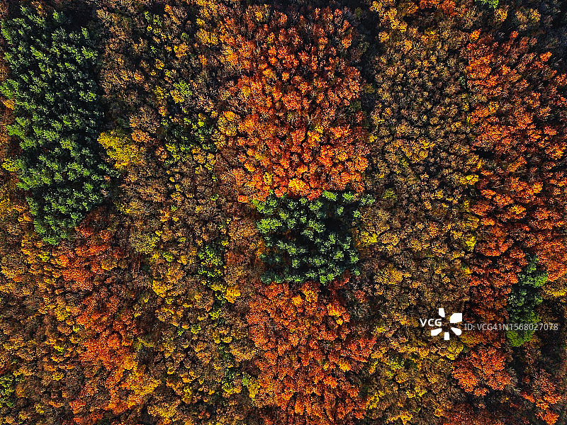 俯视：彩色混合秋季森林航拍背景图片素材