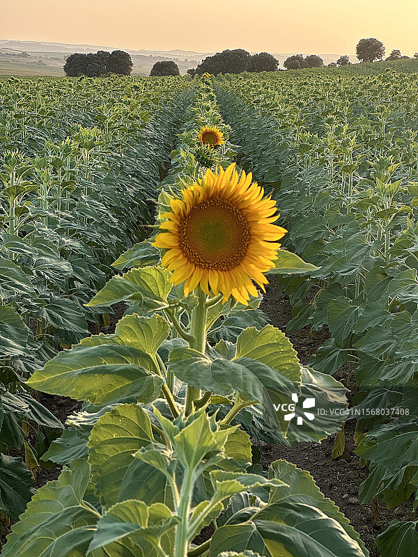 日落时花坛里的一株向日葵图片素材
