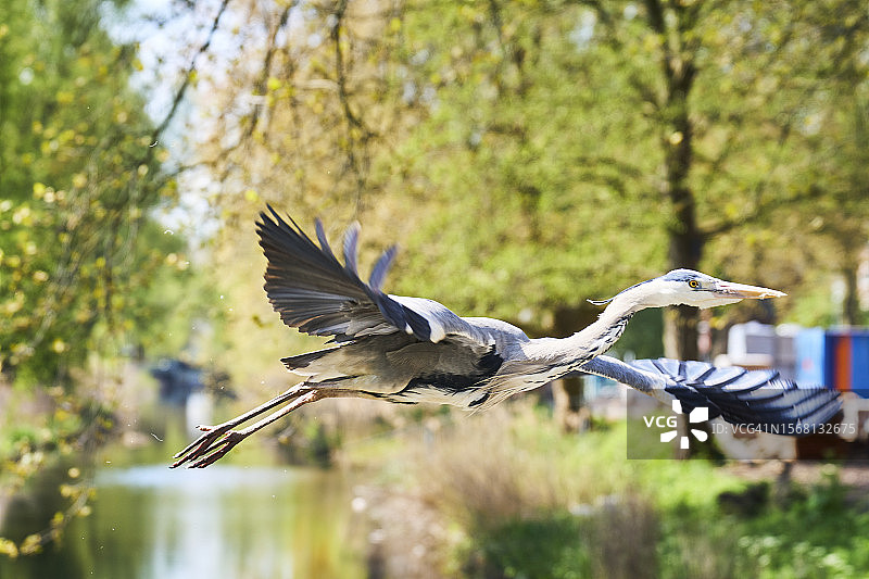 公园池塘上飞翔的灰色苍鹭侧面特写图片素材