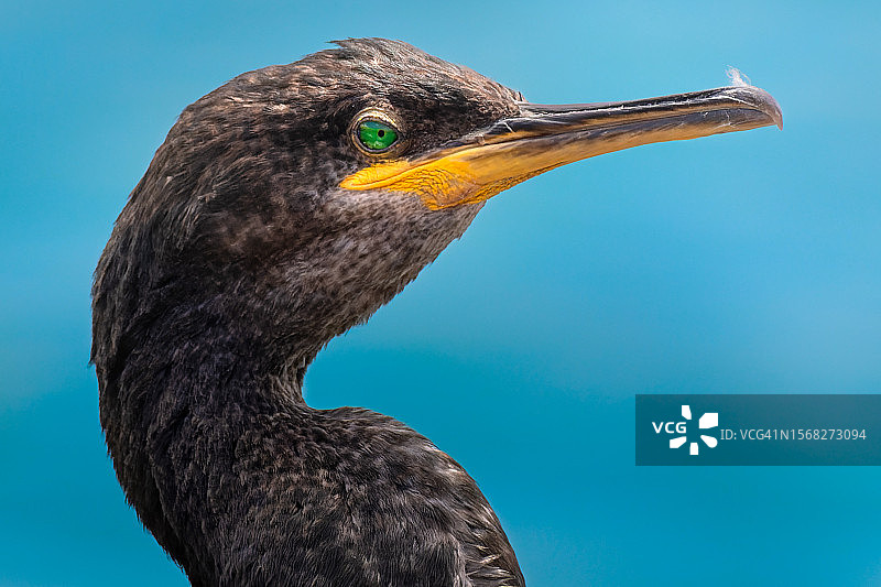 欧洲鸬鹚或普通鸬鹚 (Gulosus aristotelis) 肖像图片素材