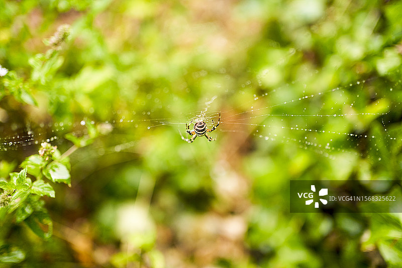 景观区域中蜘蛛网的正面特写图片素材