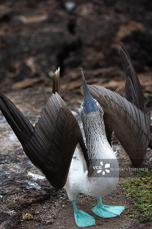 雄性蓝脚鲣鸟，加拉帕戈斯群岛特有珍稀鸟类图片素材