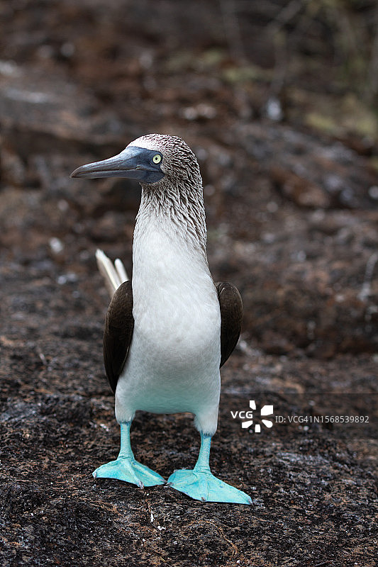 雄性蓝脚鲣鸟，加拉帕戈斯群岛特有珍稀鸟类图片素材