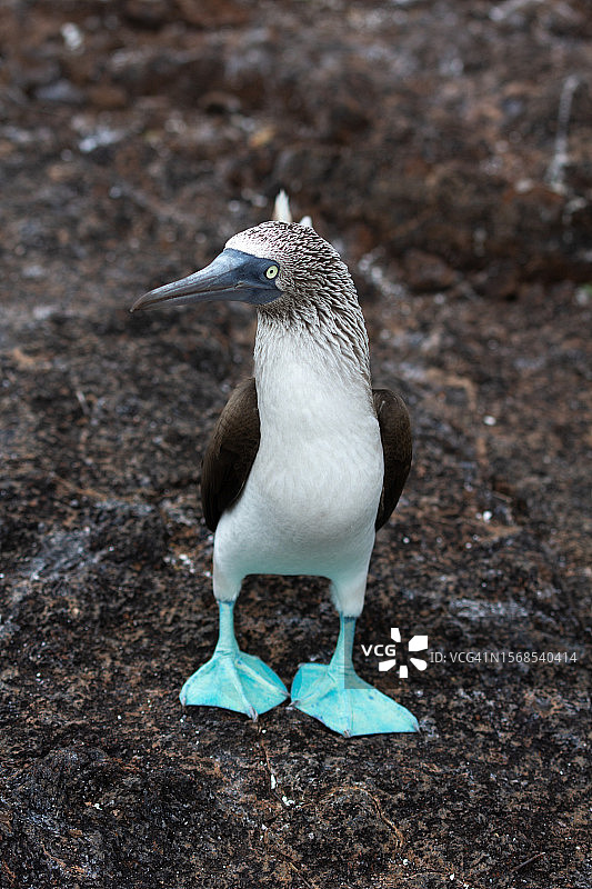 雄性蓝脚鲣鸟，加拉帕戈斯群岛特有珍稀鸟类图片素材