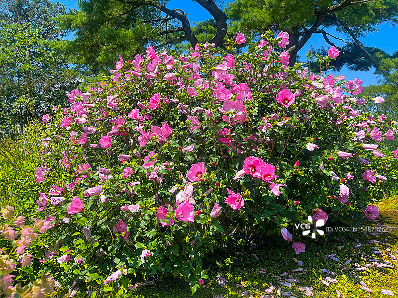 盛开的木槿灌木图片素材