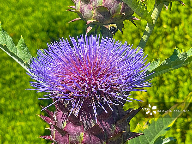 紫色蓟状菜蓟花banner图片素材
