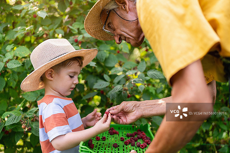 爷爷和孙子采摘覆盆子图片素材