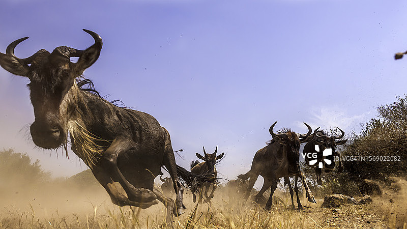 在马赛马拉的迁徙图片素材