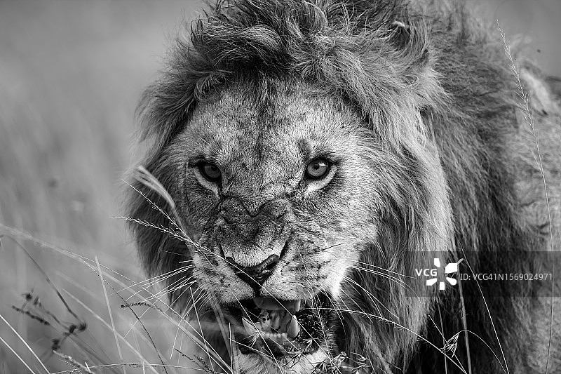 马赛马拉草原上咆哮的雄狮图片素材