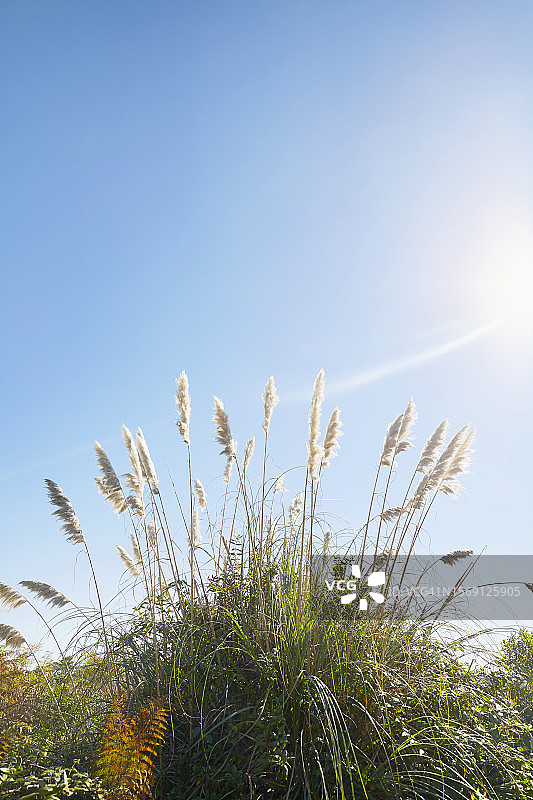 蓝天下的高草图片素材