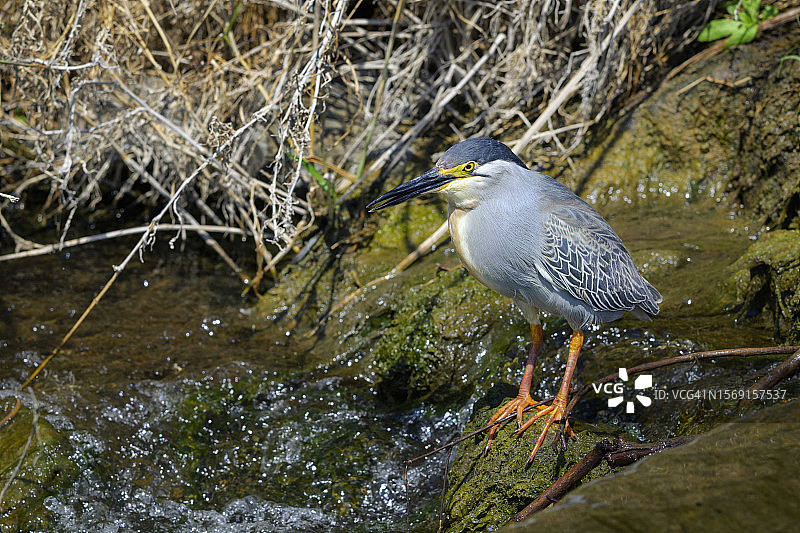 绿背鹭图片素材